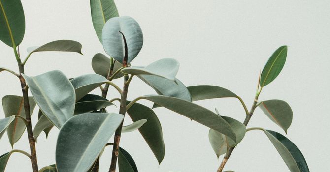 Functional/Integrative/Family Medicine