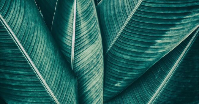 Functional/Integrative/Family Medicine