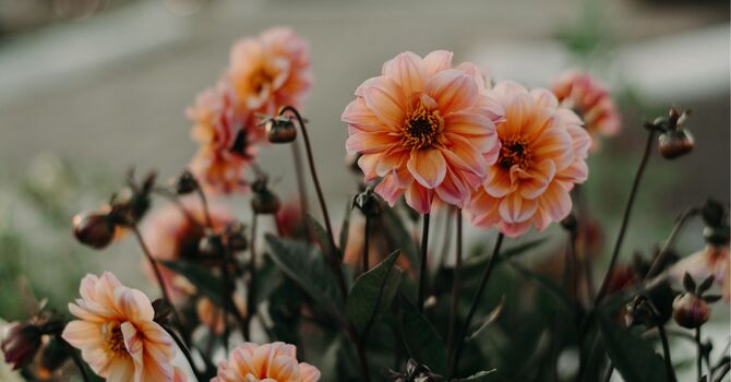 Functional/Integrative/Family Medicine